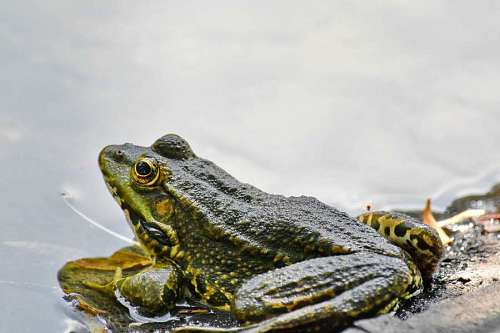 endangered frog amphibian species animal endemic wildlife bullfrog reptile eye nature
