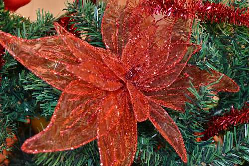 coniferous evergreen tree branches decoration winter conifers herb