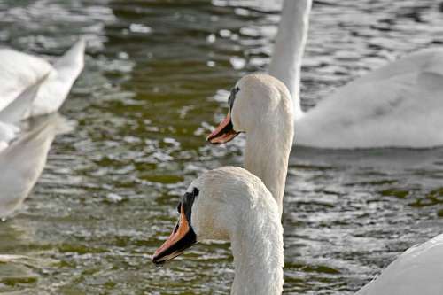 bandada de aves acuáticas cisne aves ave acuática fauna acuática lago piscina