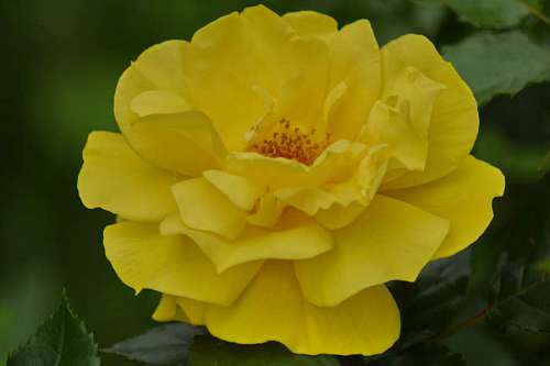 flora plant nature flower rose petal bloom leaf garden kb