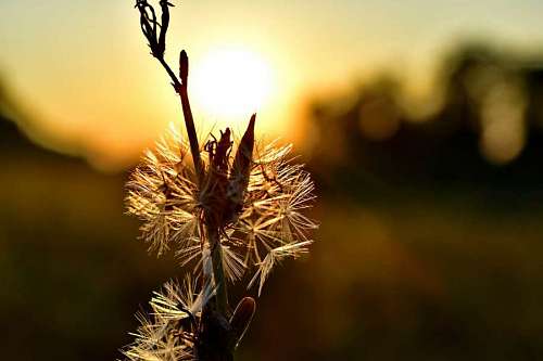 flower backlight dandelion nature sunrays shadow outdoors plant sun