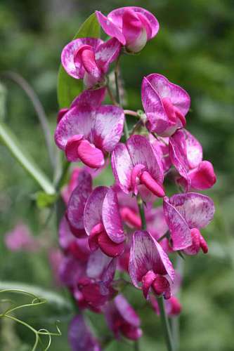 flowers meadow plant herb flower flora bloemen shrub leaf spring afbeeldingen gratis