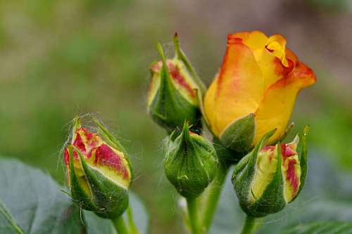 flowers yellow roses bright blooming bud bloom blossom ecology horticulture  yellowish