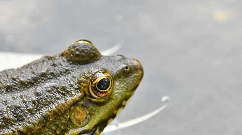 frog amphibian bullfrog wildlife eye animal reptile outdoors nature water