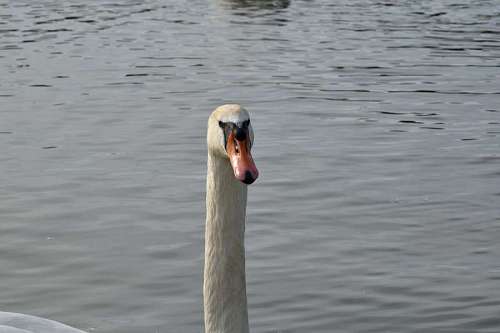 45-49-years goose swan bird river aquatic beak waterfowl wildlife nature water