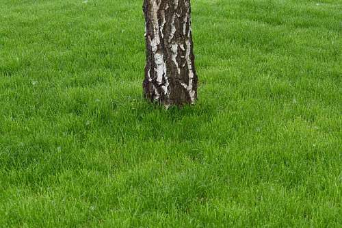 bark grass cloak birch bark lawn plants covering field nature