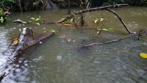 swamp habitat swamp lake water alligator land natural crocodile wetland river nature  alligators