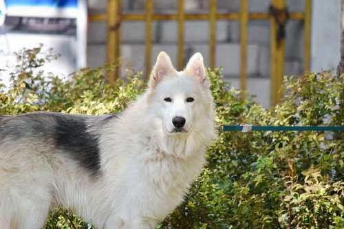 sled husky  sled dog  pet  fur  canine  dog  cute 