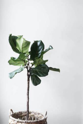 apartamento Planta de ficus de interior