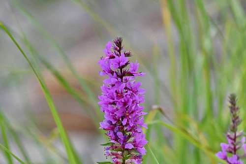 lavender lavender meadow grass wild season purple lavendel lila flower garden kostenlos