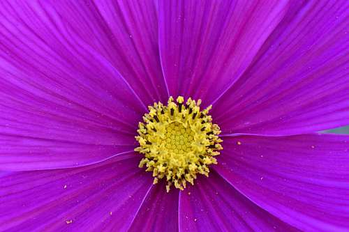 gamer macro flor brilhante flora natureza planta florescendo pétala gambar flores bunga