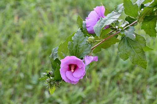 purplish meadow flower ecology purplish branch herb leaf nature garden 