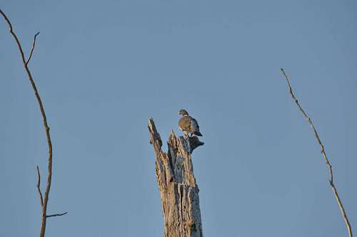 migration pigeon habitat wilderness nature natural avian wildlife bird animal tree