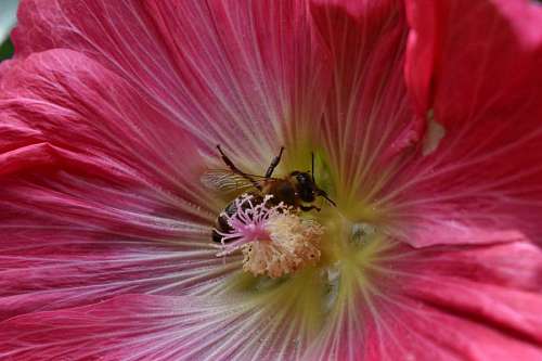 nectar nectar honeybee pollen pistil bee plant shrub nature flower 