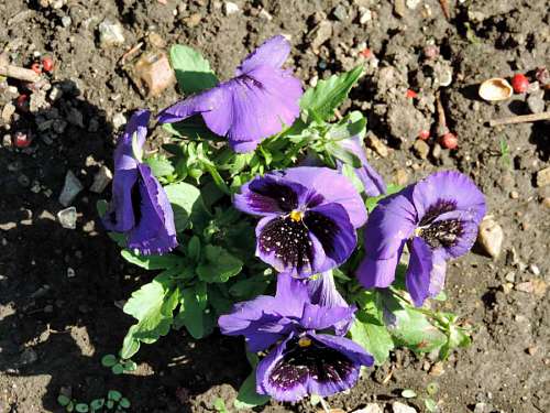 viola petunia flower garden viola flowers herb petal blossom nature 