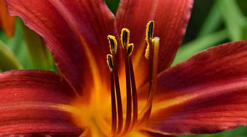 lily-family pistil lily flower macro nature petal plant garden