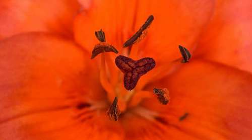 reddish pistil lily flower stamen macro pollen reddish garden