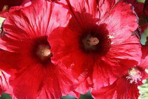 pistil pistil pollen petals flower flora leaf bright plant nature kb