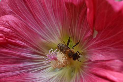 pollination pollen spring pollinator bee pink plant flower shrub flora nature kb