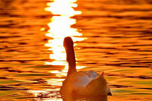 reflection sunrays swan sunset water waterfowl dawn bird sun kb