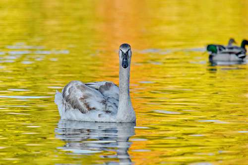 reflection water ducks habitat swan glow golden natural waterfowl swimming bird nature kb