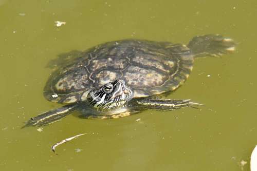 endangered reptile turtle nature water swimming ecology pool amphibian wildlife animal underwater endemic species turtles  endangered reptiles