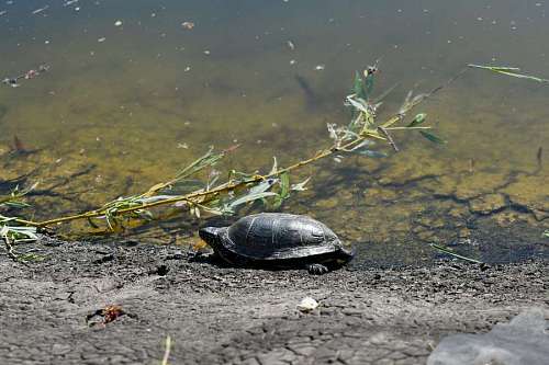 torte reptile turtle wildlife nature water reflection environment river lake