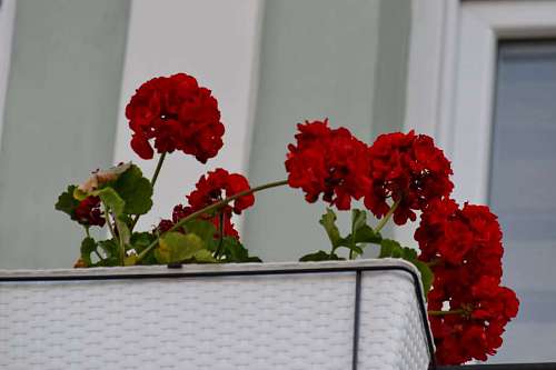 geranium shrub geranium bouquet flowers flower flora decoration plant nature