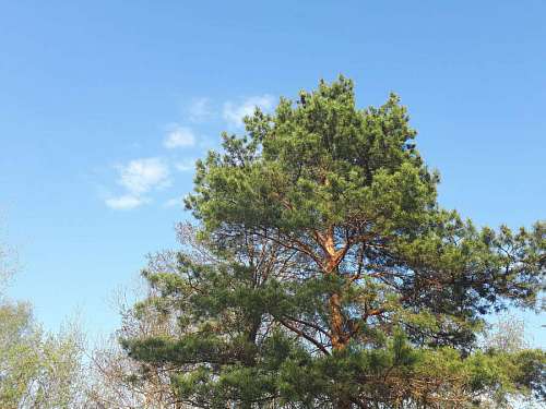 coniferous sky tree branches trees conifers forest summer leaves outdoors plant