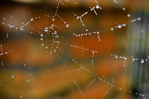 moisture spider cobweb raindrop transparent moisture trap dew spiderweb shining liquid water 