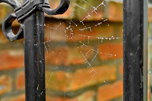 trapped spider web steel cobweb trap iron nature danger rain wet