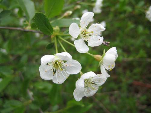 spring apple hawthorn shrub flower blossom tree nature flora leaf plant