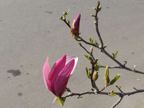 spring branches petal magnolia nature flora leaf plant flower kb