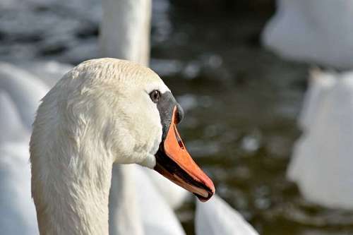 swan swan feather bird nature beak waterfowl aquatic wildlife lake animal kb