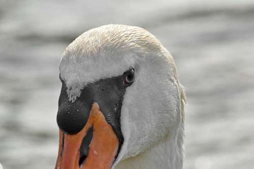 nose swan head nose bird wildlife water waterfowl aquatic nature swans 