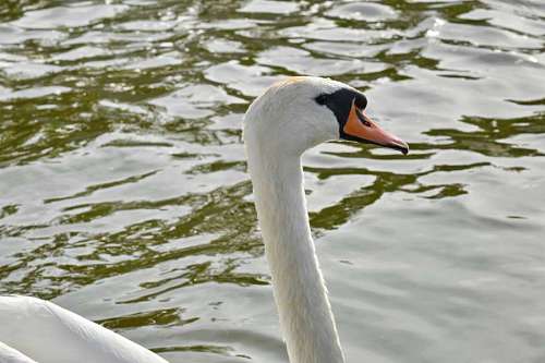 swan swan side feather neck bird water nature waterfowl wildlife  birds swans