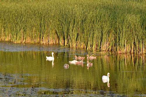swamp swan swamp wetland land bird marshland reflection lake nature swans  birds