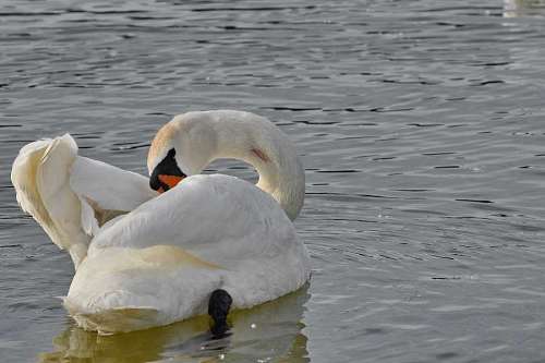waterfowl swimming swan bird water pool lake nature reflection aquatic waterfowl