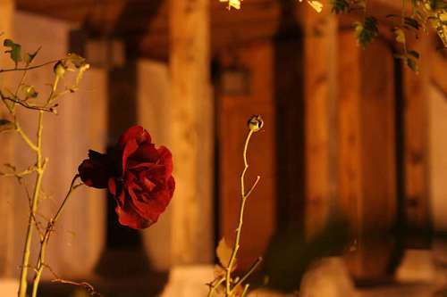 hip-hop thorn branch hip sunset rose blur leaf nature flower
