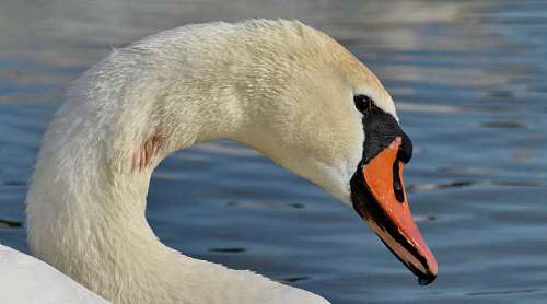 swan water bird nature waterfowl swan wildlife aquatic swimming lake animal