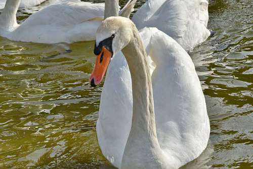 swan water bird waterfowl swan nature aquatic wildlife outdoors lake 