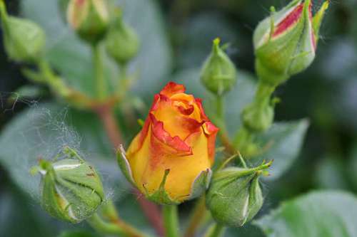 weather yellowish fair flower leaf petals nature garden bud flora outdoors