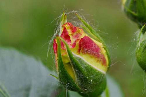 yellow petals flowers bud ecology daylight environment  roses