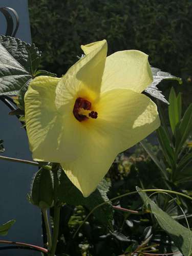 jardín de flores amarillento brote amarillo flora al aire libre hoja naturaleza kb