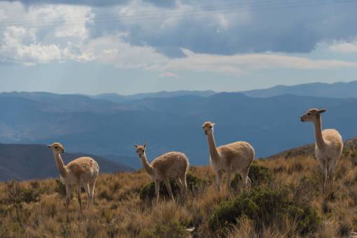 paisajes de argentina Llamas en la Serranía del Horconal en Jujuy, Argentina