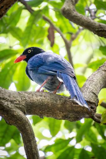 nature Blue Magpie Perched on a Branch in Natural Habitat