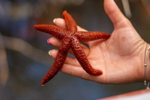 hand holding starfish