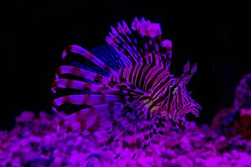 Lionfish 