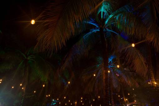 shadow Palm trees at night