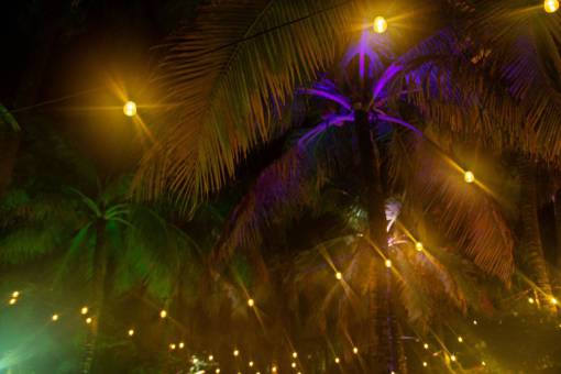 shadow Palm trees at night